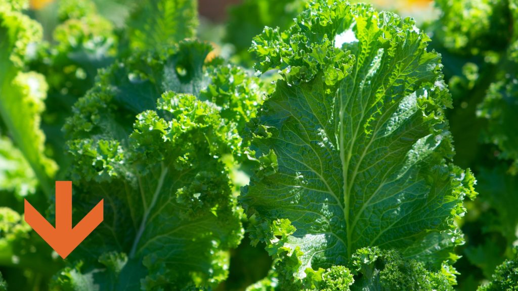 Vegetable farming signage for agriculture